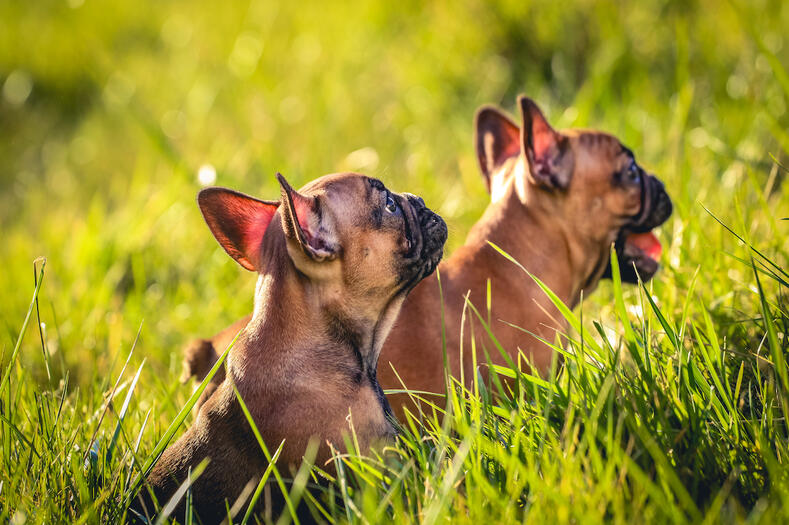 Des potits chiots